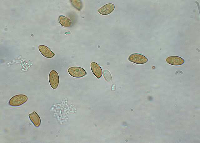 Galerina spec. Cod.: DSCN 5028